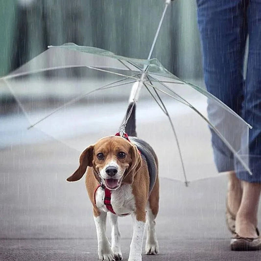 FURDUO Rainy Day Puppy Parade Coat and Leash set on a small dog, featuring a colorful waterproof coat and matching leash.