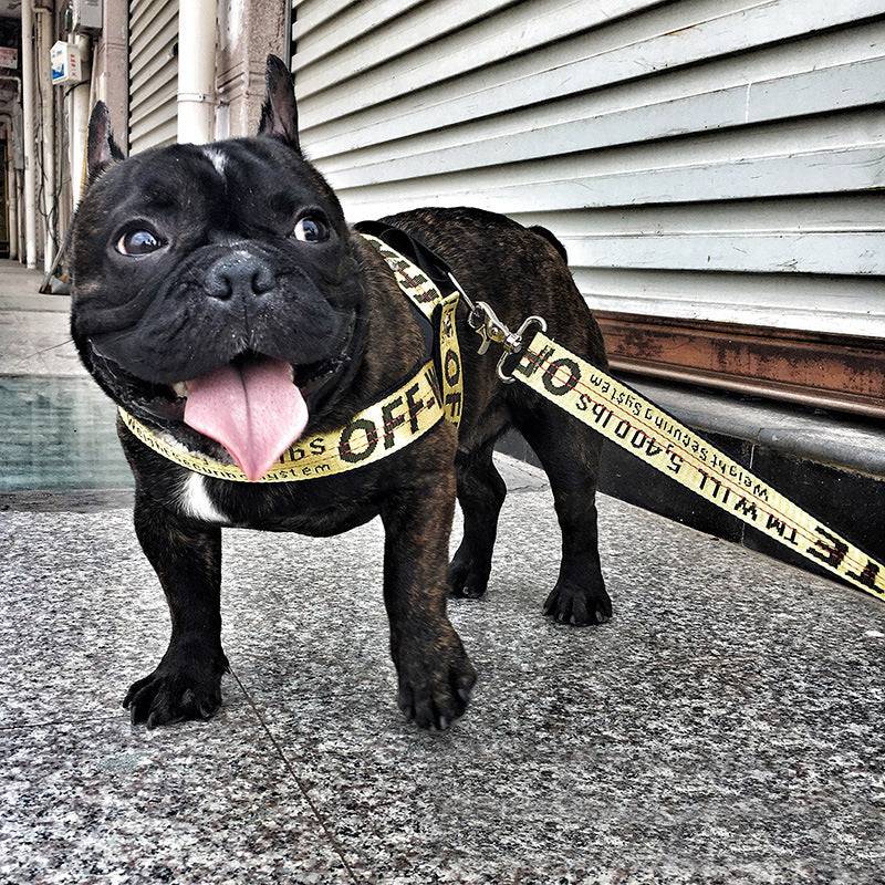 Gold chain nylon dog collar and leash set by FURDUO, featuring a durable nylon strap and stylish gold chain accents.